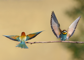 Bienenfresser (Merops apiaster) - © Erwin Mosshammer